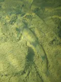 Logperch, photographed in West Virginia