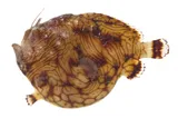 Pygmy Frogfish, photographed in Tuamotu-Gambier