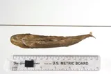 Rio Grande Chub, photographed in New Mexico