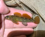 Riverweed Darter, photographed in Virginia