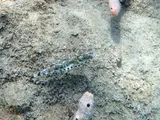Bandtail Puffer, photographed in Florida