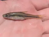 Pugnose Minnow, photographed in Mississippi