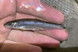Spotfin Chub, photographed in Virginia