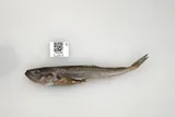 Arctic Cod, photographed in Alaska