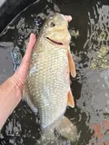Silver Redhorse, photographed in Ohio