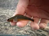 Gilt Darter, photographed in Kentucky