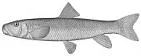 Striped Jumprock, photographed in North Carolina