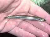 Northern Sand Lance, photographed in New Jersey