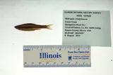 Ironcolor Shiner, photographed in Illinois