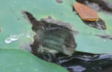 Croaking Gourami, photographed in Hồ Chí Minh city