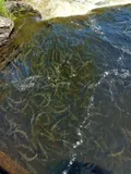Alewife, photographed in Maine