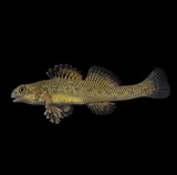 Johnny Darter, photographed in Ohio