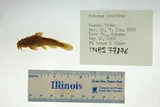 Neosho Madtom, photographed in Kansas