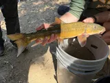 Sacramento Sucker, photographed in California