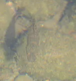 River Goby, photographed in Sinaloa