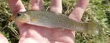 Seminole Killifish, photographed in Florida