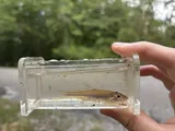 Longjaw Minnow, photographed in Alabama