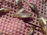 Rainwater Killifish, photographed in Utah