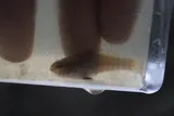 Banded Pygmy Sunfish, photographed in Mississippi