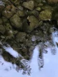 Hiukole Goby, photographed in Hawaii