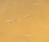 Plains Killifish, photographed in Texas