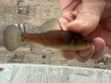 Pirate Perch, photographed in Arkansas