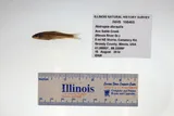 Bigmouth Shiner, photographed in Illinois