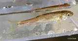 Coastal Roach, photographed in California
