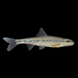 Streamline Chub, photographed in Ohio