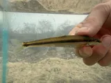 Stargazing Minnow, photographed in Tennessee