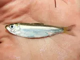 Blueback Herring, photographed in New Jersey