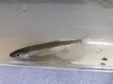Silver Shiner, photographed in Ohio
