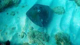 Southern Stingray, photographed in Fajardo