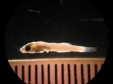 Golden Silverside, photographed in Yucatan