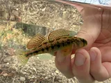 Cumberland Snubnose Darter, photographed in Tennessee