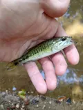 Tallapoosa Bass, photographed in Alabama