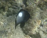Hawaiian Dascyllus, photographed in Hawaii