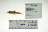 Ghost Shiner, photographed in Illinois