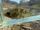 Rock Bass, photographed in Kentucky