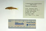 Bedrock Shiner, photographed in Tennessee