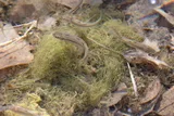 Longfin Dace, photographed in Arizona