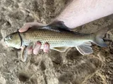 Spotted Sucker, photographed in Mississippi