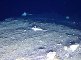 Spotfin Dragonet, photographed in Islas de la Bahía