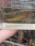 Golden Topminnow, photographed in Louisiana