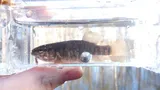 Central Mudminnow, photographed in Ohio
