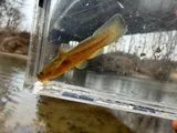 Tadpole Madtom, photographed in Tennessee