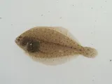 Smallmouth Flounder, photographed in New Jersey
