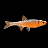 Rosefin Shiner, photographed in Virginia