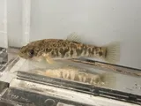 Red River Pupfish, photographed in Texas