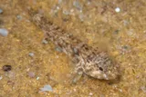Cocos Frillfin Goby, photographed in New South Wales